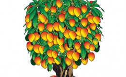 03 mango