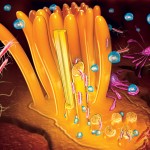 14-MYCOPLASMOSIS-CILIOS