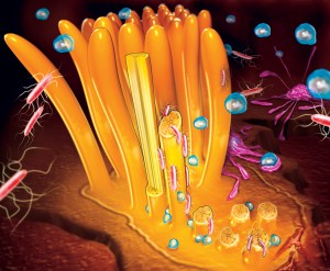 14-MYCOPLASMOSIS-CILIOS