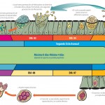 16-COCCIDIOSIS-PROCESO