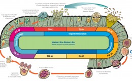 16-COCCIDIOSIS-PROCESO