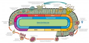 16-COCCIDIOSIS-PROCESO